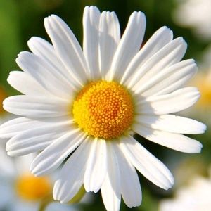 Meet your Posher, Francesca